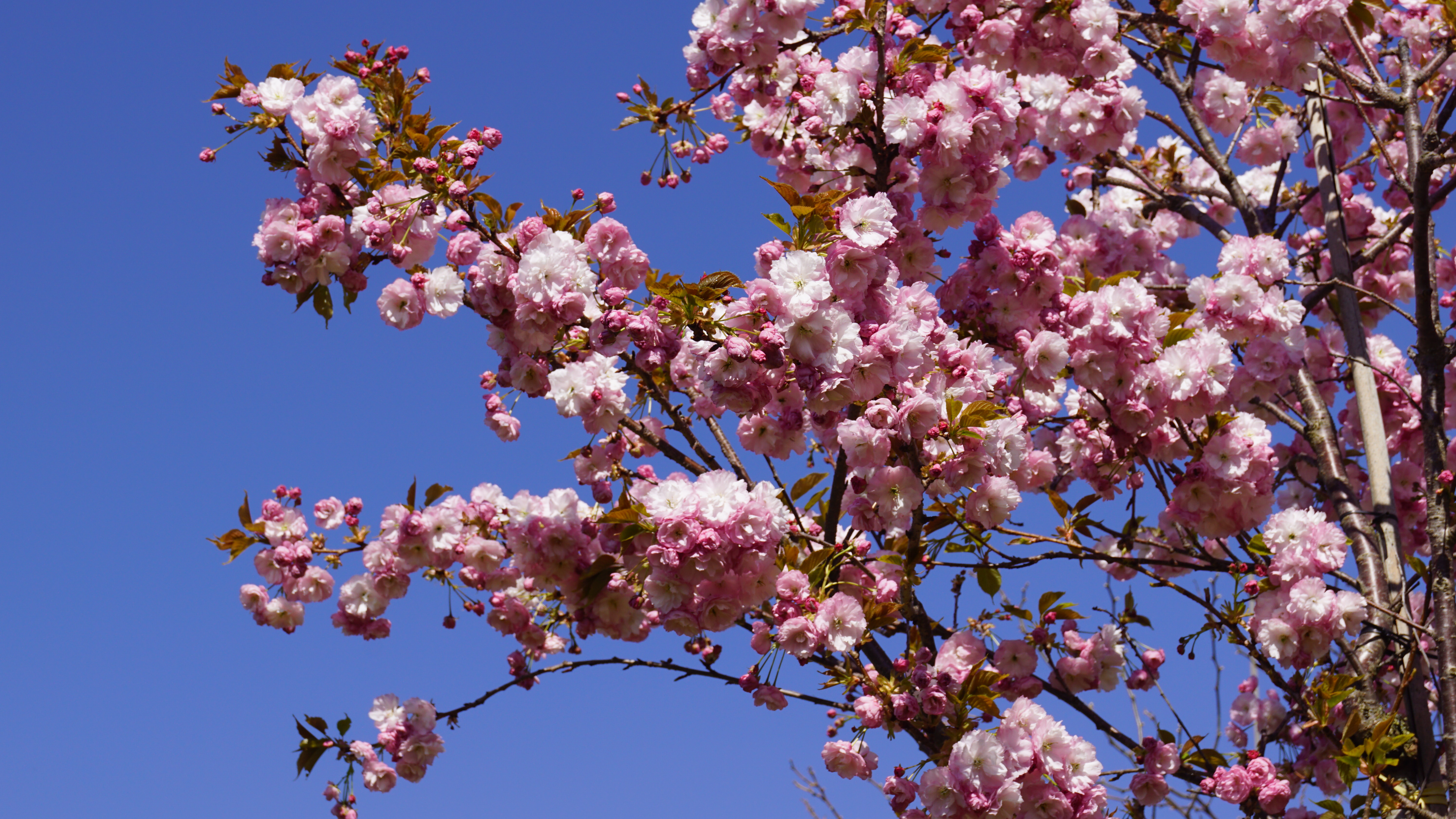 Prunus serrulata 'Pink Perfection' 002